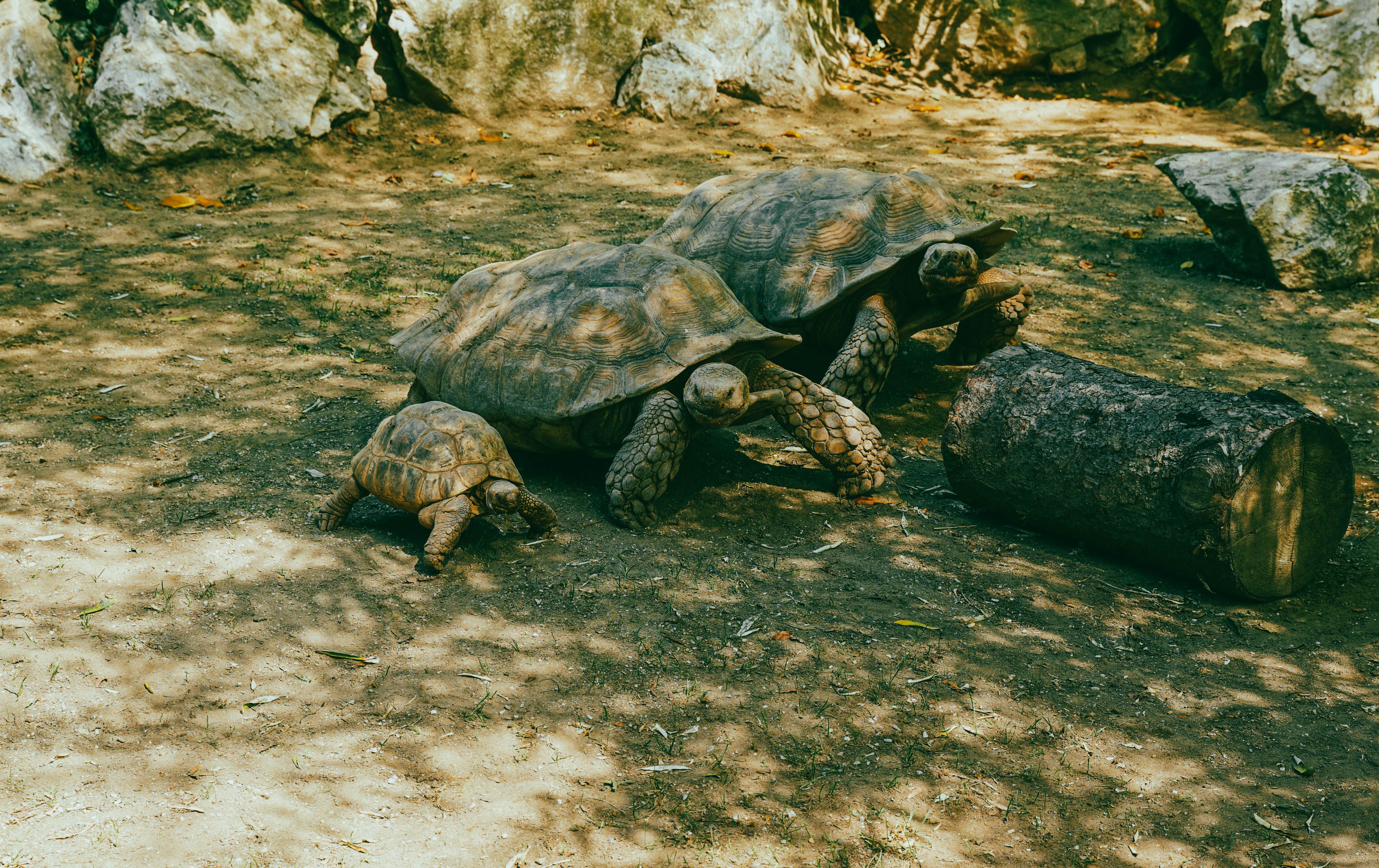 Giant Tortoises